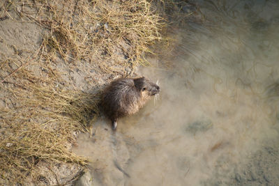 High angle view of nutria at riverbank