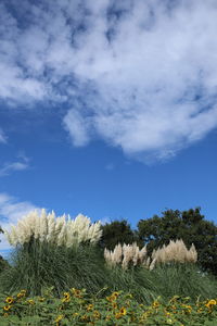 Plants growing on field against sky