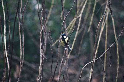 Bird perching on branch