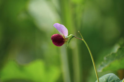 Close-up of pink flowering plant