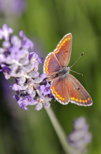 Close-up of butterfly pollinating on purple flower