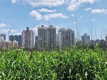 Plants growing in city against sky