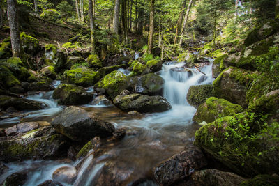 Scenic view of waterfall in forest