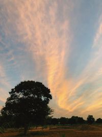 Trees on field against sky at sunset