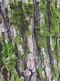 Full frame shot of trees in forest