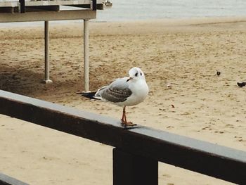 Seagull perching on railing