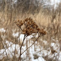 Close-up of dry flower during winter