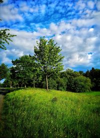 Trees on field against sky