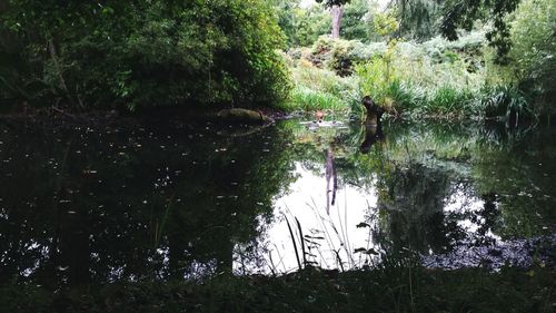 Reflection of trees in water