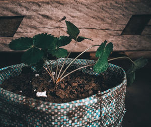 High angle view of potted plant