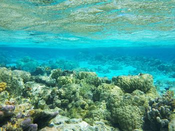 Fish swimming in sea