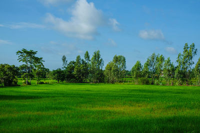 Scenic view of trees on field against sky