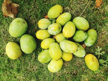 High angle view of mangoes on field