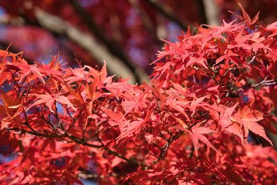 Close-up of red maple leaves on tree