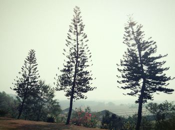 Low angle view of trees against clear sky