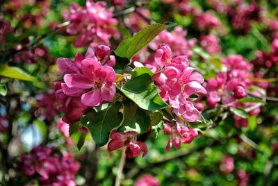 Close-up of pink bougainvillea blooming outdoors