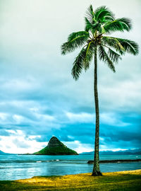 Palm tree by sea against sky