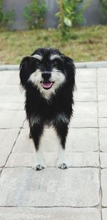 Portrait of dog on footpath