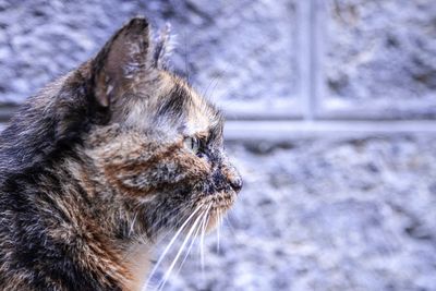 Close-up of cat looking away