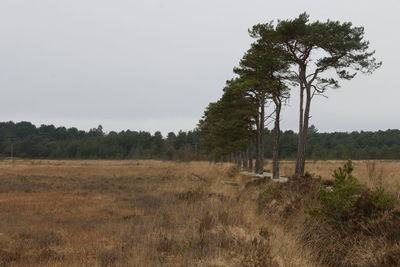 Trees on field against sky