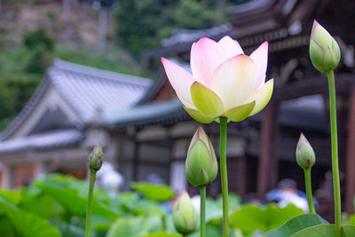 Close-up of pink lotus water lily