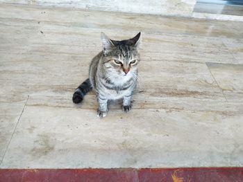 Portrait of tabby sitting on floor