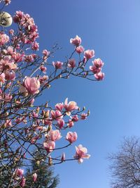 Low angle view of cherry blossom against blue sky