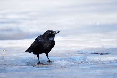 Crow on ice