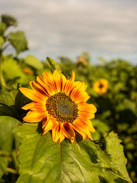 Close-up of sunflower