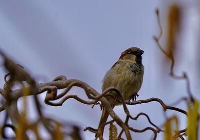 animal wildlife