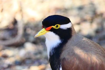 Close-up of a bird