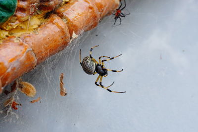 High angle view of insect on sea