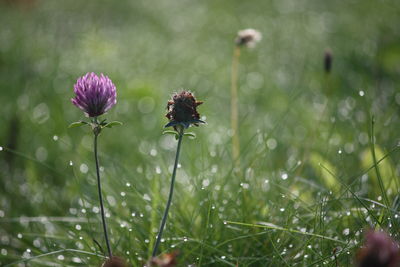 Close-up of flowers growing on grassy field