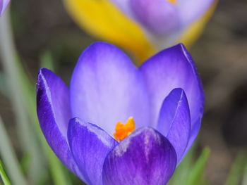 Close-up of purple crocus flower