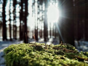 Close-up of moss on tree