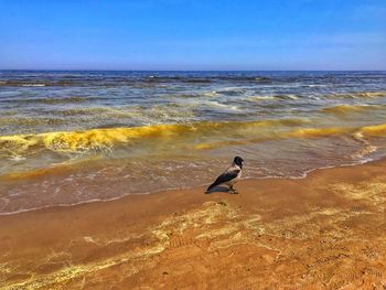 Seagull on beach