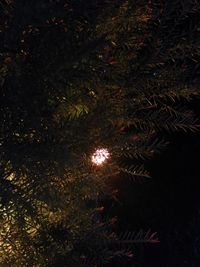 Low angle view of illuminated christmas tree at night