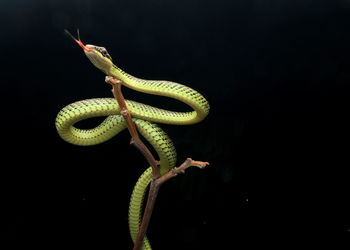 Close-up of lizard on black background