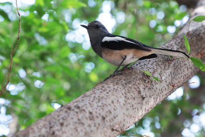 Close-up of bird perching on branch