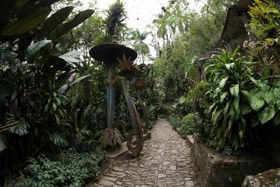 Cat amidst plants and trees