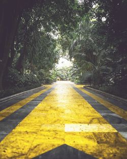 Empty road along trees