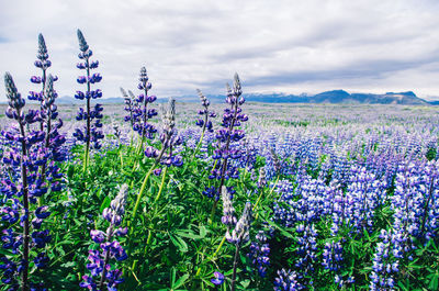 Purple flowering plants on field against sky