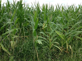Plants growing on field