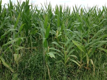 Plants growing on field