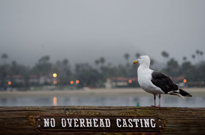 Kelp gull perched on wood log on beach