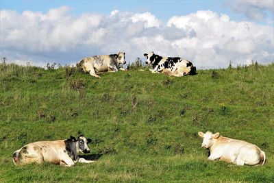 Cows on field against sky