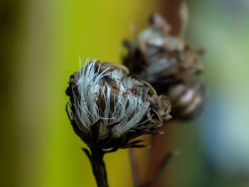 Close-up of insect on flower