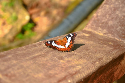 Close-up of butterfly