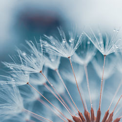 Close-up of water drops on plant