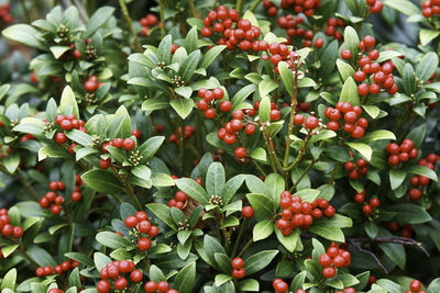 Close-up of berries growing on plant
